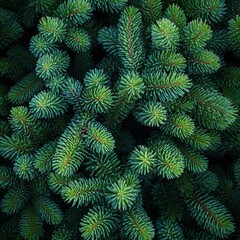 Dense Pine Foliage Texture