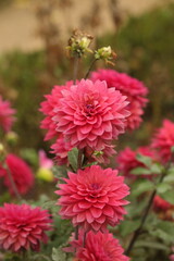 Cyan Symphony in Bloom