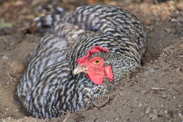 Speckled Chicken Laying in Dirt