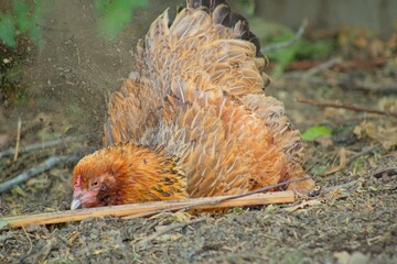 Chicken Taking a Dirt Bath