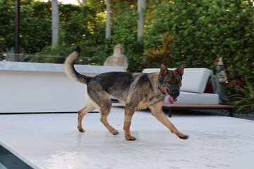 German shepherd joyfully walks across the pool deck in a sunny outdoor setting during afternoon hours