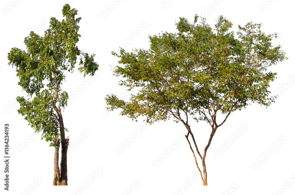 Poster collection tree png transparent background