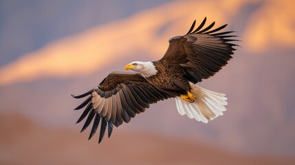 Obraz premium Majestic bald eagle in flight over mountain landscape wildlife photography natural environment wide angle view