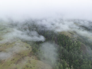 Low, misty clouds drift through the extensive forests of Santa Cruz, California. This beautiful coastal region receives lots of moisture from the ever present marine layer.