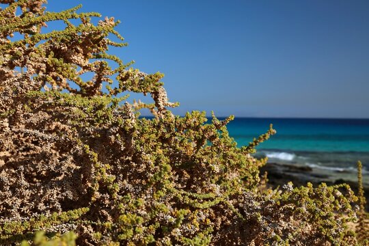 Traganum moquinii bush in Fuerteventura