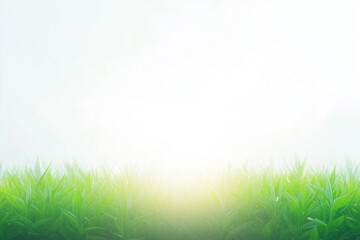 Fototapeta premium A clean bright background with the glare of sunlight providing copy space with fresh grass on the bottom.