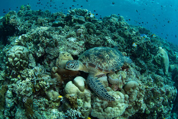 A Green sea turtle, Chelonia mydas, lays amid corals on a reef drop-off in Bunaken National Marine Park, North Sulawesi, Indonesia. Both Green and Hawksbill sea turtles are prevalent in this park.