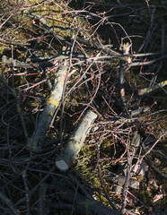 Pruned branches of trees and shrubs lie on the ground in the grass in early spring in the ornamental garden.
