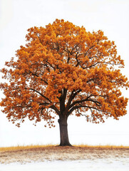 Fototapeta premium A lone tree in the middle of a field covered in snow