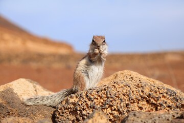 Squirrel in volcanic landscape of Fuerteventura