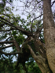 Obraz premium Botanical Landscape.