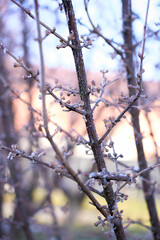  buds on the branches are covered with a layer of ice, icicles
