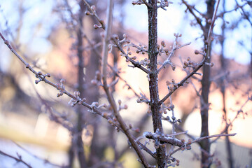  buds on the branches are covered with a layer of ice, icicles