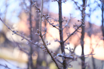  buds on the branches are covered with a layer of ice, icicles
