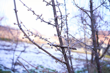  buds on the branches are covered with a layer of ice, icicles