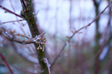  buds on the branches are covered with a layer of ice, icicles