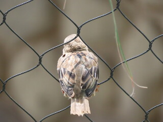 sparrow on a branch