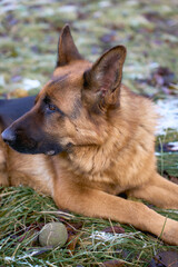 german shepherd dog lies on the ground in winter