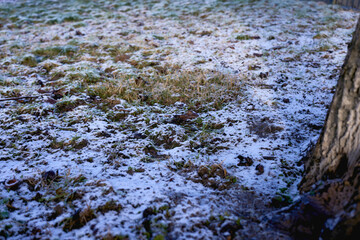 a green grass covered with a layer of first snow