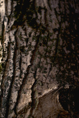 a texture of a walnut tree soaked in melted snow