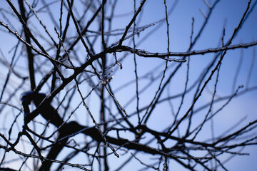 the branches covered with a layer of ice, icicles