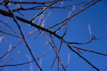 the branches covered with a layer of ice, icicles