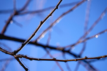 the branches covered with a layer of ice, icicles
