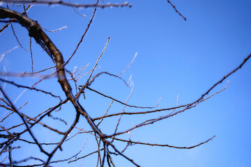 the branches covered with a layer of ice, icicles