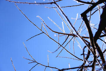 the branches covered with a layer of ice, icicles