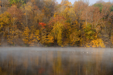 Autumnal trees with vibrant foliage create a colorful backdrop along a misty lake. A line of geese glides gracefully across the calm water, adding to the serene atmosphere.