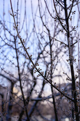  buds on the branches are covered with a layer of ice, icicles