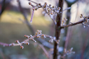  buds on the branches are covered with a layer of ice, icicles