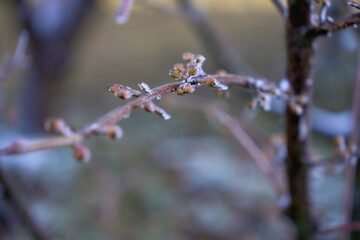  buds on the branches are covered with a layer of ice, icicles