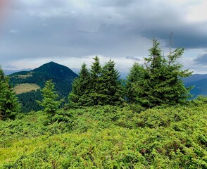 forest in the mountains