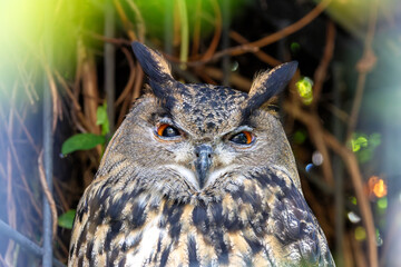 Eurasian Eagle Owl (Bubo bubo), Found in Forests and Rocky Areas Across Europe and Asia.