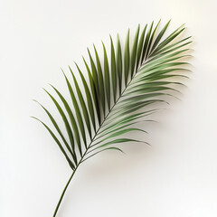 Fototapeta premium Galho de palmeira em fundo branco
