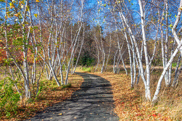 Path of Birch Trees in Autumn With  Brilliant Fall Foliage