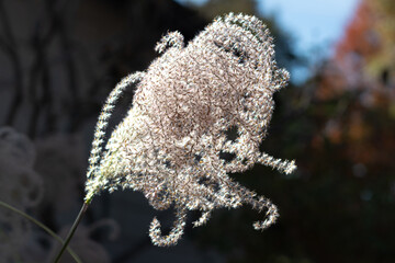 Ornamental Zebra Grass Detail Against Blue Sky