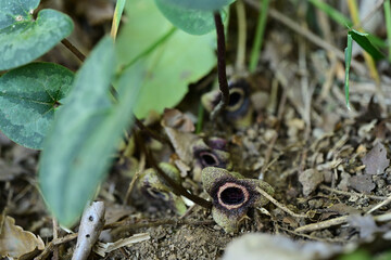 晩秋の花　カンアオイの花