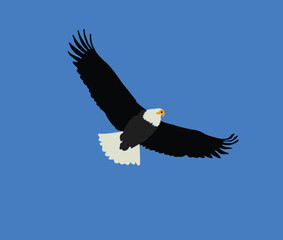 bald eagle in the sky