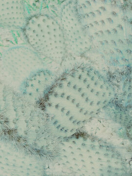 close up of a cactus