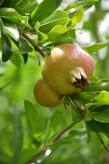 Two Pomegranates Growing on a Tree Branch