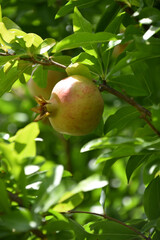 Pomegranate Fruit Growing on a Fruit Tree