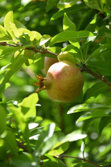 Fresh Organic Pomegranate on a Tree Branch