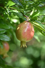 Fresh Green and Red Pomegranate Fruit in an Orchard