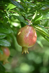 Fruit Tree with Hanging Pomegranate in an Orchard