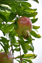 Fresh Growing Pomegranate Fruit on a Tree