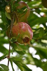 Pomegranate with Hints of Red as it Ripens