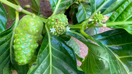 Morinda citrifolia or Noni fruit tree with tropical fruits close up in the garden of Tenerife,Canary Islands,Spain.Selective focus.