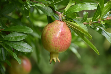 Pomegranate Growing Ripe on a Fruit Tree